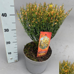 Dekoratyvinis krūmas, raipstas &scaron;luotinis "Apricot Gem", vazonėlio skersmuo 21 cm.