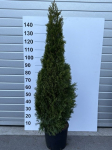 Spygliuotis, tuja vakarinė "Smaragd", auk&scaron;tis 150 cm., vazonėlio skersmuo 33 cm.