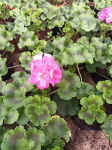 Vienmetė gėlė, pelargonija svyranti, vazonėlio skersmuo 12 cm.
