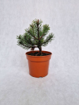 Spygliuotis, pu&scaron;is kalninė "Grendale", vazonėlio skersmuo 19 cm.