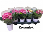 Dekoratyvinis krūmas, hortenzija didžialapė, keraminiame vazonėlyje, vazonėlio skersmuo 9 cm.