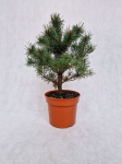 Spygliuotis, pu&scaron;is paprastoji "Frensham", vazonėlio skersmuo 19 cm.