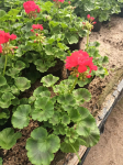 Vienmetė gėlė, pelargonija krūminė, vazonėlio skersmuo 12 cm.