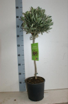 Dekoratyvinis krūmas, alyvmedis europinis, vazonėlio skersmuo 21 cm.