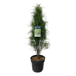 Dekoratyvinis krūmas, &scaron;altek&scaron;nis paprastasis "Fine Line", auk&scaron;tis 60-80 cm., vazonas 5 l.