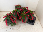 Dekoratyvinis krūmas, labravenė &scaron;eriuotoji, vazonėlio skersmuo 13 cm.