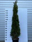 Spygliuotis, tuja vakarinė "Smaragd", auk&scaron;tis 190 cm., vazonėlio skersmuo 29 cm.