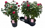 Vienmetė gėlė, pentas (Egipto žvaigždė), ant stiebo, vazonėlio skersmuo 19 cm.