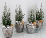 Kambarinis augalas, puskiparisis "Ellwoodii Silver", vazonėlio skersmuo 13 cm.