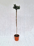 Spygliuotis, eglė dygioji "Glauca Globosa", auk&scaron;tis 140-160 cm., vazonėlio skersmuo 23 cm.