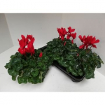 Kambarinis augalas, ciklamenas "Super Red XL", vazonėlio skersmuo 13 cm