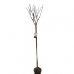 Dekoratyvinis medis, sakura "Kanzan", ant stiebo, auk&scaron;tis 180 cm., vazonėlio skersmuo 38 cm.