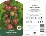 Vaiskrūmis agrastas, skiepytas, Niesluchowski, lot. RIBES UVA-CRISPA