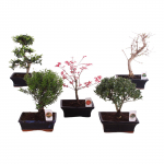 Lauko augalas bonsas, vazone, &Oslash; 20, 45 cm, lot. BONSAI Outdoor, Mix with saucer