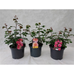 Lauko augalas krūminė rožė, &Oslash; 23&nbsp;, 45 cm, lot. Rosa bush mix