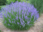 Lauko augalas levanda, daugiametis, &Oslash; 12, 25 cm, lot. Lavandula ang. Hidcote