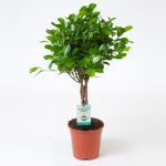 Vazoninis augalas fikusas, ant stiebo, &Oslash; 17, 70 - 75 cm, lot. FICUS MICROCARPA MOCLAME