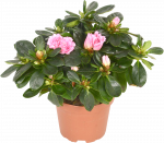 Vazoninis augalas azalija, &Oslash; 12, 27 cm, lot. RHODO SI