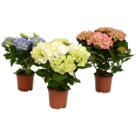 Lauko augalas didžialapė hortenzija, &Oslash; 19, 30 cm, lot. Hydrangea mac. Mix