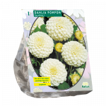Jurginų svogūnėlis, lot. DAHLIA POMPON SNOWFLAKE, 1 vnt