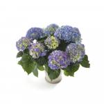 Lauko augalas didžialapė hortenzija, &Oslash; 23, 40 cm, lot. Hydrangea mac. Mix