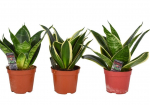 Vazoninis augalas sansevjera, &Oslash; 9, 30 cm, lot. Sansevieria mix