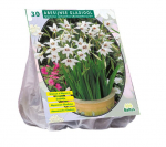 Acidanterų svogūnėliai, lot. ACIDANTHERA BICOLOR, 30 vnt