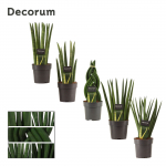 Vazoninis augalas sansevjera, &Oslash; 12, 40 cm, lot. Sansevieria Cylindrica