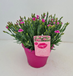 Lauko augalas gvazdikas, &Oslash; 17, 30 cm, lot. Dianthus Pink Kisses