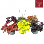 Lauko augalas alūnė, daugiametis, &Oslash; 19, 30 cm, lot. HEUCHERA