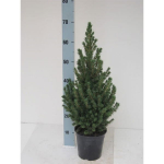 Lauko augalas baltoji eglė, &Oslash; 23, 90 cm, lot. PICEA GLAUCA CONICA