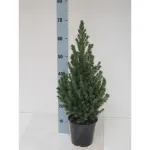 Lauko augalas baltoji eglė, &Oslash; 23, 90 cm, lot. PICEA GLAUCA CONICA