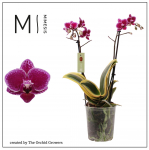 Vazoninis augalas falenopsis, &Oslash; 12, 60 cm, lot. Phalaenopsis Mimensis Magic Leaf,2 stiebai