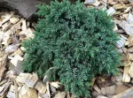 Lauko augalas žvynuotasis kadagys , &Oslash; 17, 25 cm, lot. JUNIPERUS BLUE STAR