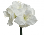 Dirbtinė gėlė AMARYLLIS, baltos sp., 24 x 60 cm, 1 vnt