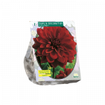 Jurginų svogūnėlis, lot. DAHLIA DECORATIEF ARABIAN NIGHT, 1 vnt