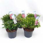 Lauko augalas azalija, &Oslash; 19, 35 cm, lot. Rhododendron Japanse Azalea mix