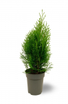 Lauko augalas tuja, auginta vazone, &Oslash; 13, 40 - 50 cm, lot. Thuja Smaragd
