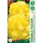 Begonijų svogūnėliai, lot. BEGONIA DOUBLE YELLOW, 2 vnt