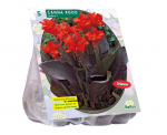 Kanų svogūnėliai, lot. CANNA DONKERROODBLAD ROOD, 3 vnt