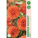 Jurginų svogūnėlis, lot. DAHLIA ORANGE NUGGET, 1 vnt