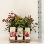Lauko augalas rožė, &Oslash; 17, 35 - 50 cm, lot. Rosa Parfum de Nature mix