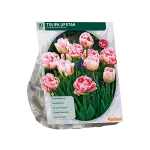 Tulpių svogūnėliai, lot. TULIPA DUBBEL LAAT UPSTAR, 10 vnt