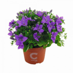 Vazoninis augalas katilėlis, &Oslash; 12, 20 cm, lot. CAMPANULA
