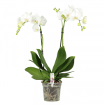 Vazoninis augalas orchidėja, &Oslash; 22, 100 cm, lot. CYMBIDIUM OVERIG