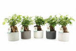 Vazoninis augalas fikusas, vazone, &Oslash; 14, 35 cm, lot. FICUS GINSENG