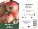 Vaismedis obelis &Scaron;AMPION, lot. MALUS DOMESTICA