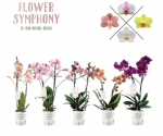 Vazoninis augalas falenopsis, &Oslash; 12, 50 cm, lot. PHALAENOPSIS SYMPHONY, 2 stiebai