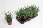 Vazoninis augalas alavijas, &Oslash; 11, 20 cm, lot. ALOE ARBORESCENS