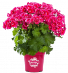 Lauko augalas pelargonija, &Oslash; 12, 30 cm, lot. Pelargonium gra. Angel Parfum